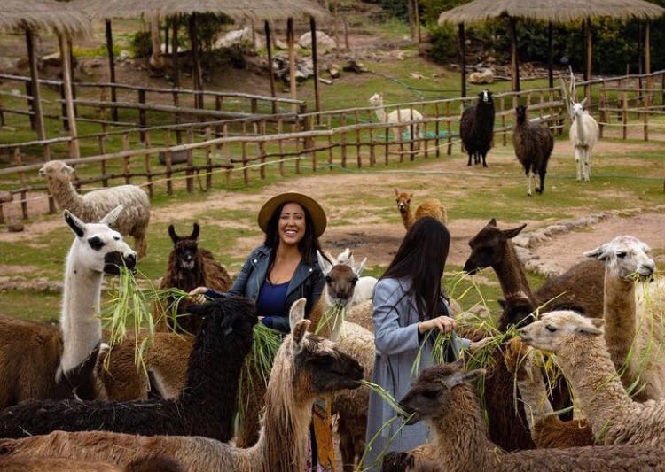 Nature walk with alpacas