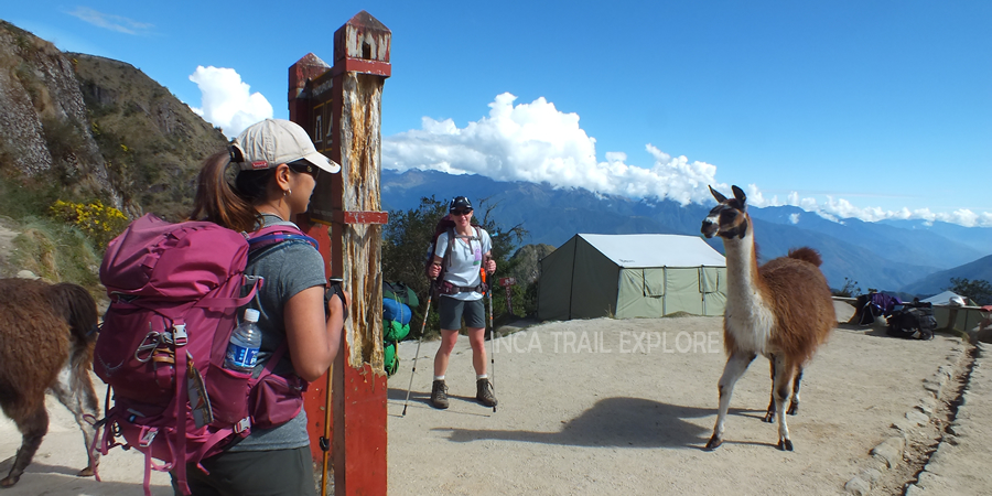 Walking with alpacas in Perú